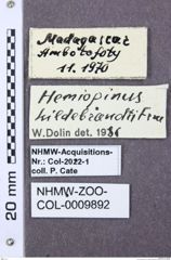 Etiketten zu Tetrigus philippinensis (NHMW-ZOO-COL-0009892)